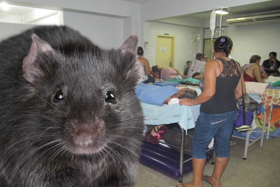 Ratos no Aougue, por Professor Nazareno
