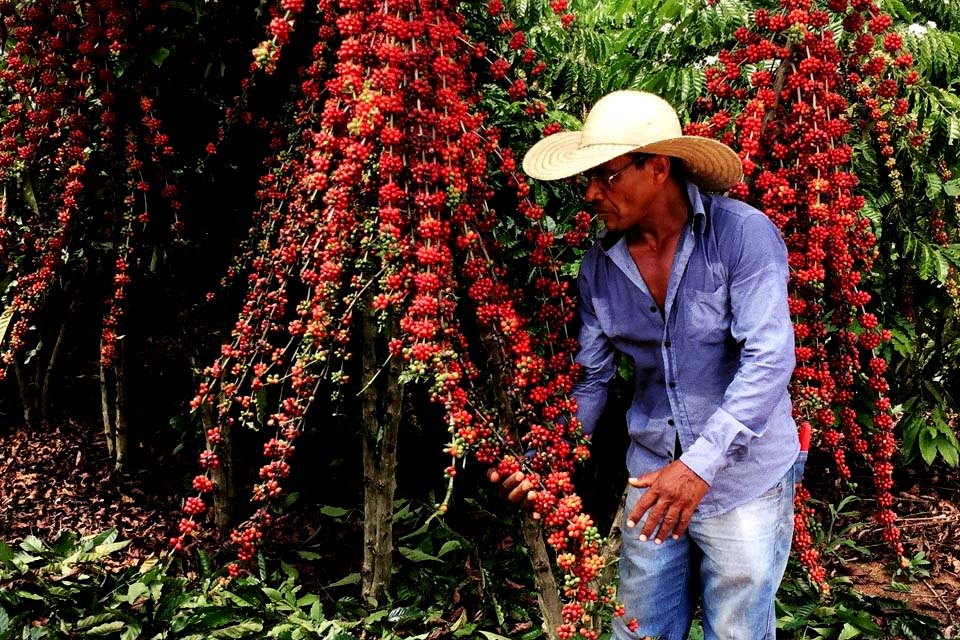 Rond Nia Realiza O Maior Concurso De Caf Robusta Do Brasil Premia O