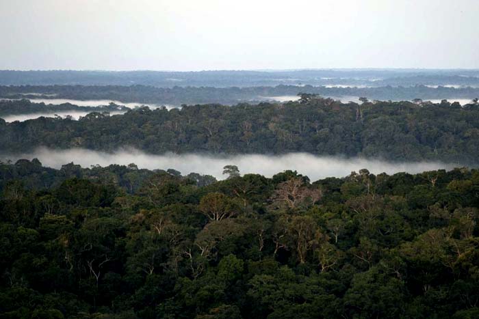 Brasil atinge meta de redução de emissões de carbono na área florestal