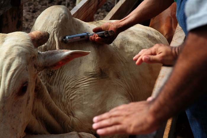 Agência Idaron faz apelo a criadores de gado para que declarem a vacinação contra a aftosa