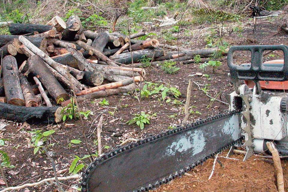 Desmatamento ilegal abate área recorde de floresta em sete Terras Indígenas entre Rondônia e Mato Grosso