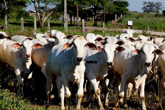 Rebanho bovino ultrapassa 14 milhões de cabeças em Rondônia