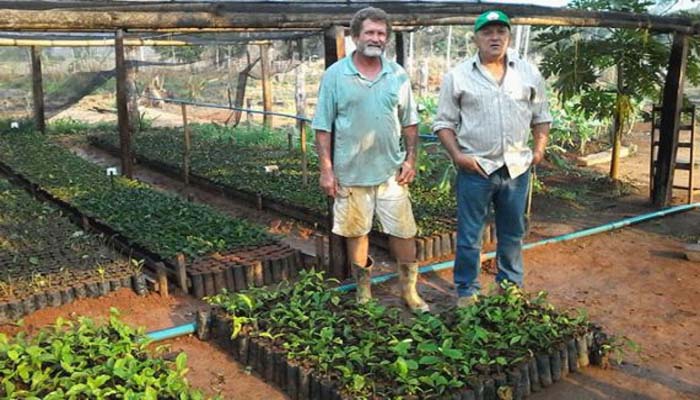 Irrigação de baixo custo para viveiro de café clonal incentiva produtores a investir em tecnologia
