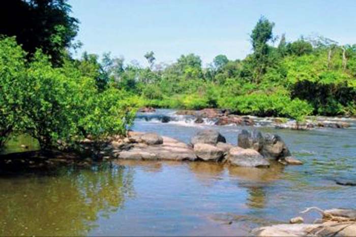 Mudas de espécies florestais serão produzidas para recompor margens degradadas do Rio Jaru