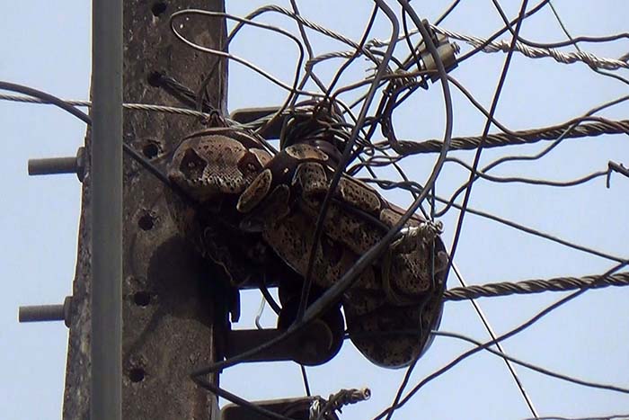 Cobra jiboia enrolada em cima do poste de energia elétrica é capturada por bombeiros 