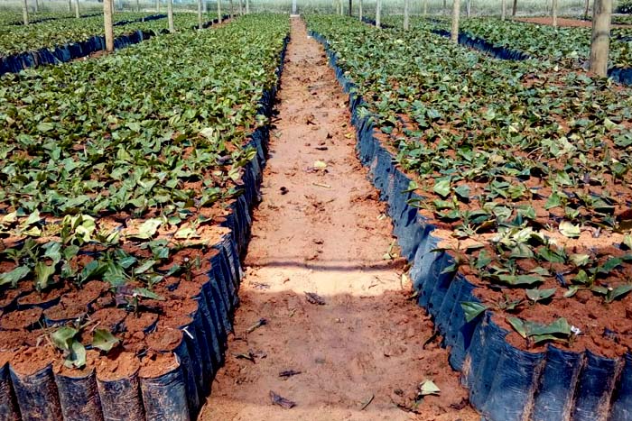 Parceria entre Emater e prefeitura incentiva produtores rurais a plantar café clonal