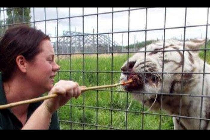 Guarda é morta após ser atacada por tigre em jaula de zoológico
