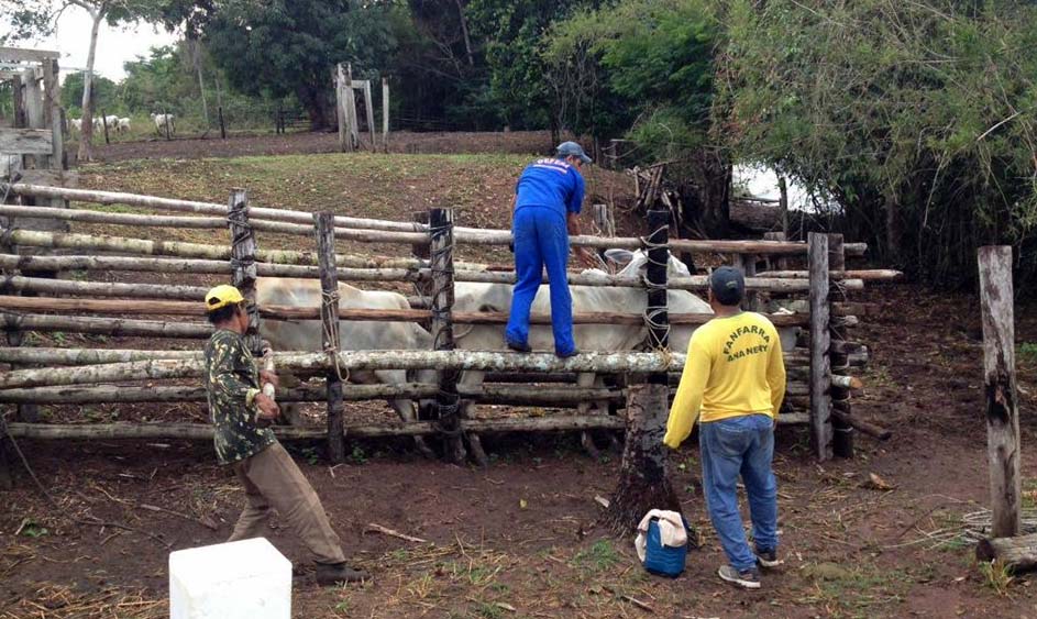 Técnicos da Idaron vacinam gado boliviano de propriedades localizadas às margens do rio Guaporé