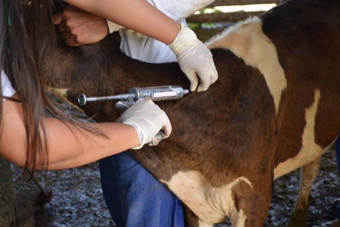 Cerca de 390 mil animais têm vacina contra a aftosa comprovada 