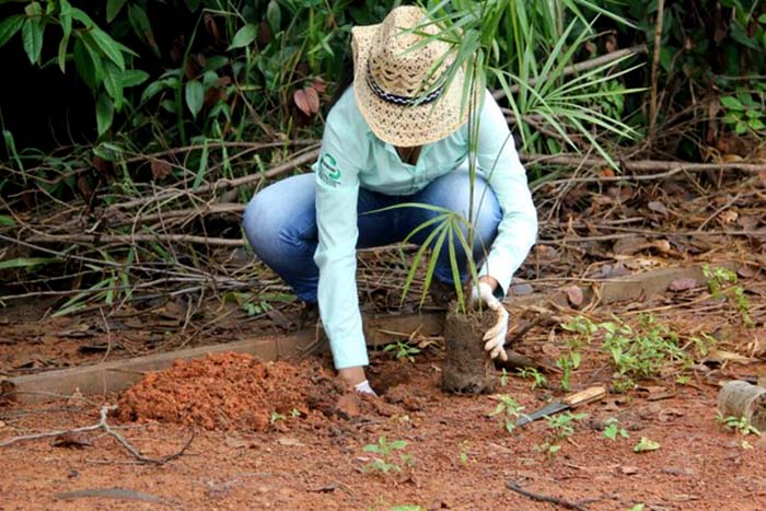Projeto inicia plantio de mudas para revitalizar o Rio Palmeira