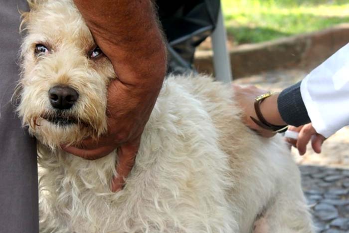 Vacinação de cães e gatos ocorre nos bairros Bela Vista e Colina park