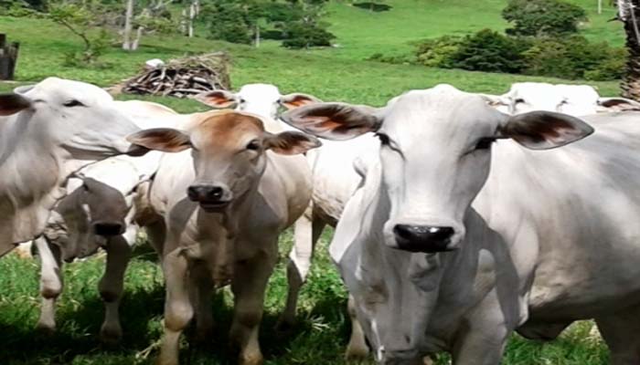 Furtos de gado atormentam pecuaristas do Cone Sul