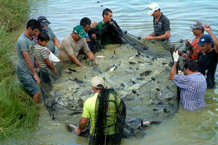 Rondônia mantém liderança da produção de peixe em água doce e deve alcançar 250 mil toneladas até 2018