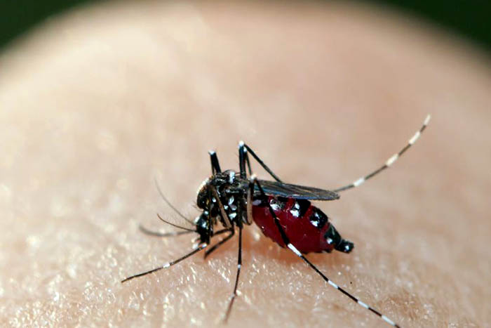 Combate ao 'Aedes' mobiliza mais de 60 mil militares