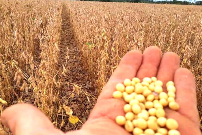 Preocupados com clima e preço, agricultores estão em plena colheita de soja na região 