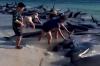 No litoral da Austrália,160 baleias encalham e pelo menos 29 morrem