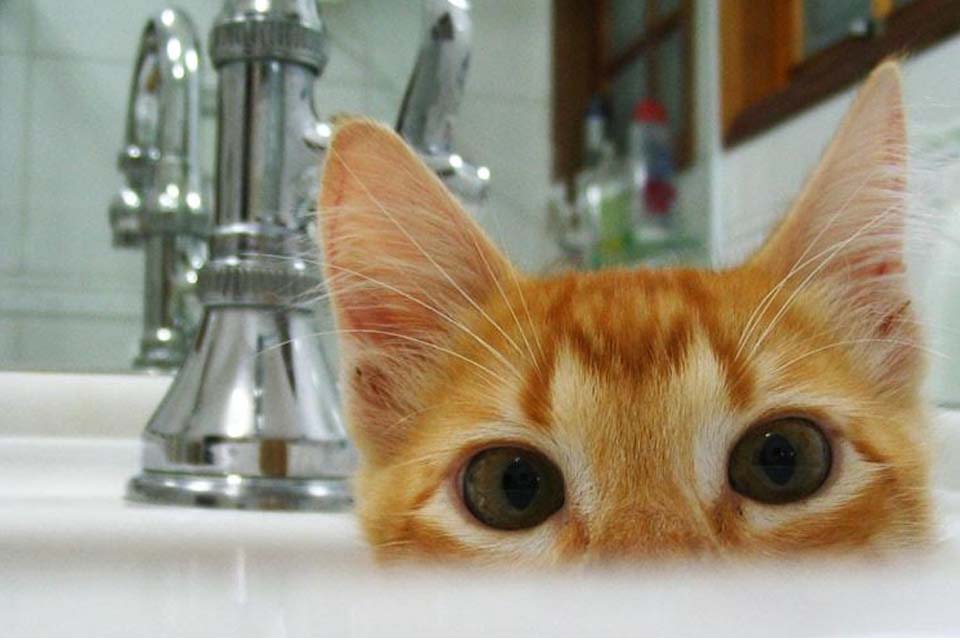 Aprenda dar banho no seu gato corretamente