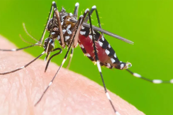 MP recomenda intensificação de ações de combate à dengue em Vilhena e Chupinguaia, no prazo de 30 dias
