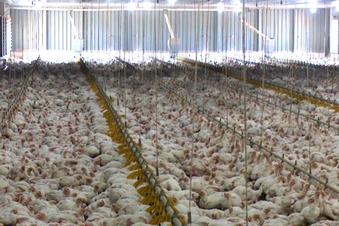 Produtor de Ministro investe na avicultura e exporta frangos para outros estados