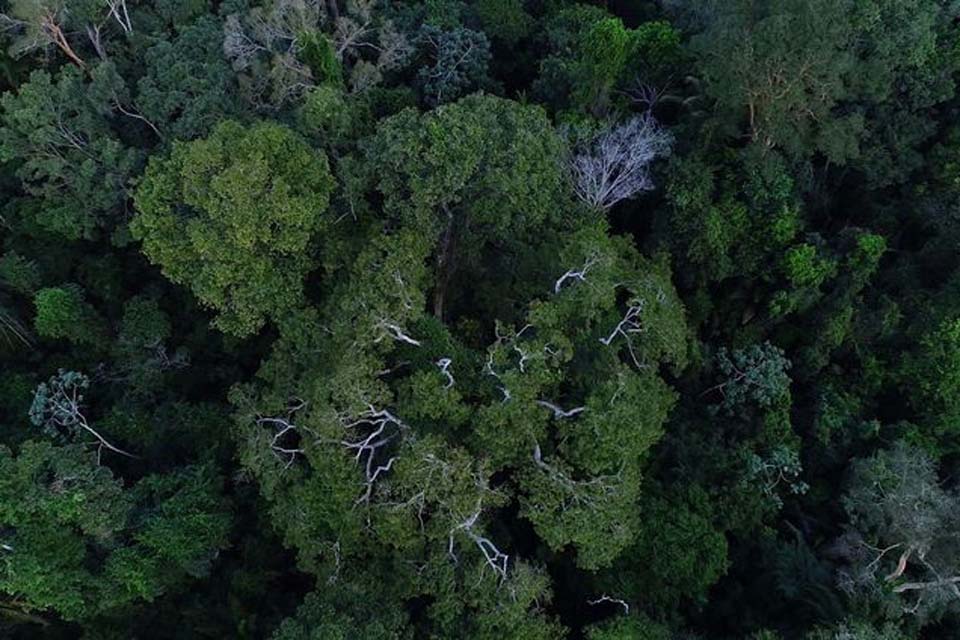 No Dia da Amazônia, organizações alertam sobre preservação do bioma