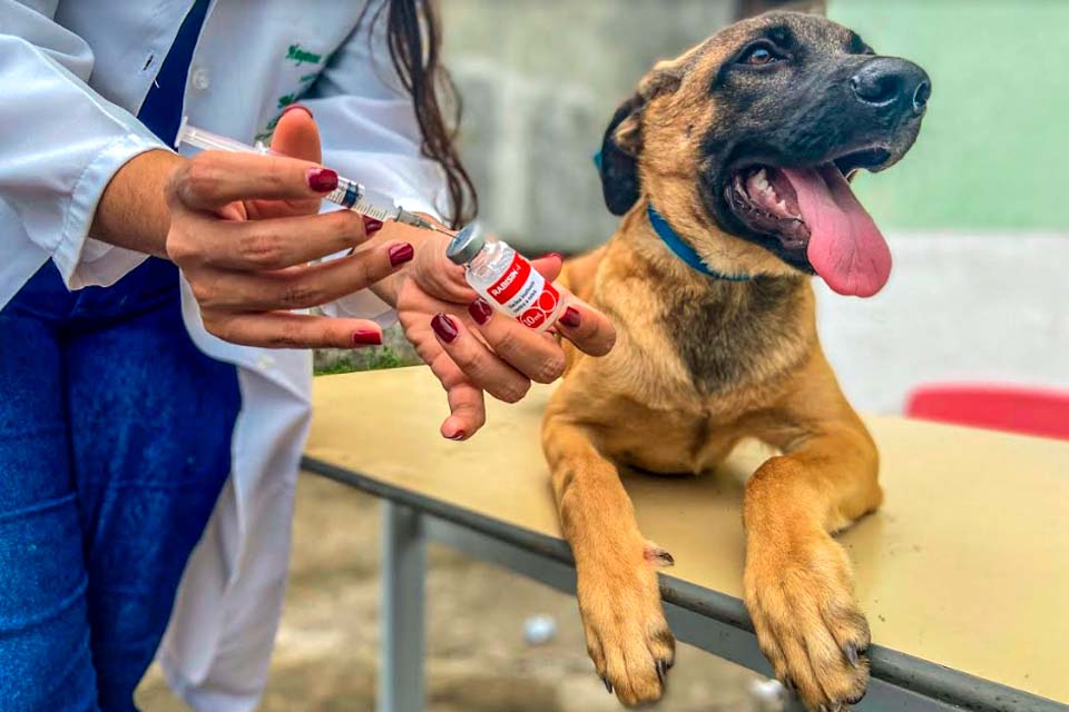 Prefeitura de Ji-Paraná inicia vacinação antirrábica de cães e gatos; ação começa no 1º distrito em 21 pontos de atendimentos 