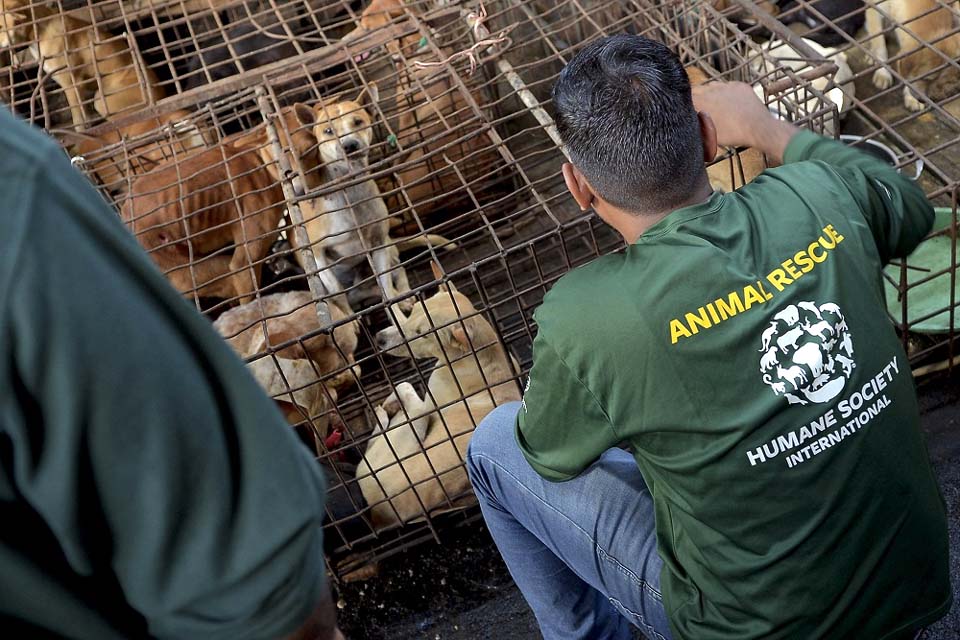 Mercado na Indonésia proíbe comércio de carne de gato e cachorro