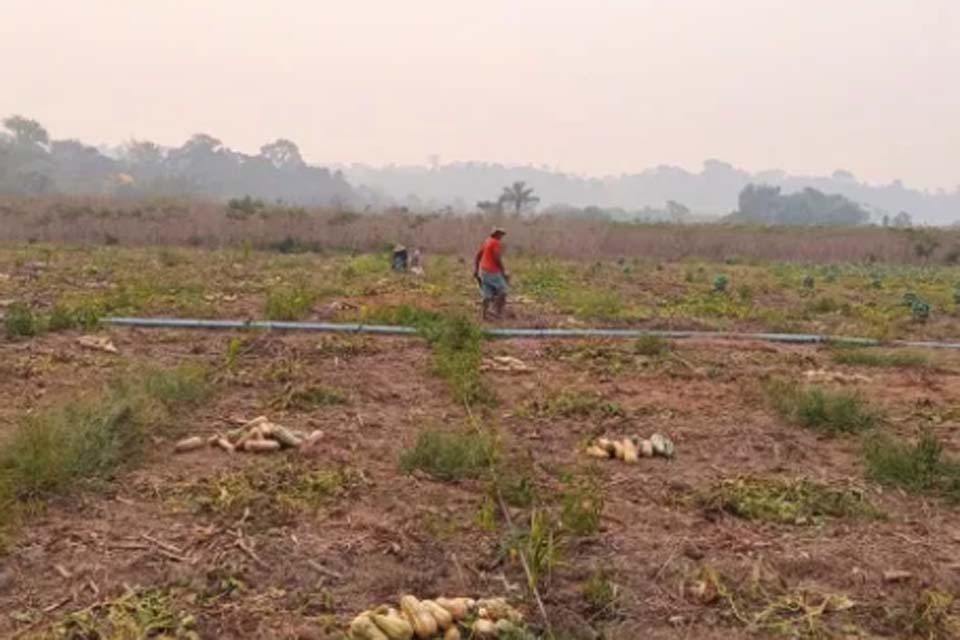 Pacarana é Agro: Pequena propriedade com produção diversificada gera emprego e renda durante o ano todo