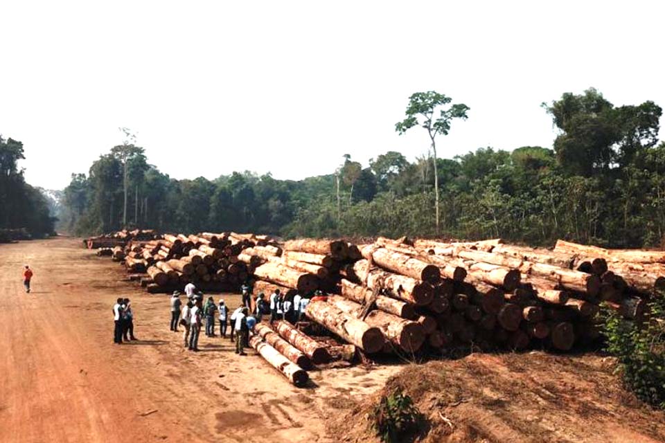 Período de restrição da extração de madeira dos projetos de manejo sustentável vai de janeiro até final de março de 2022