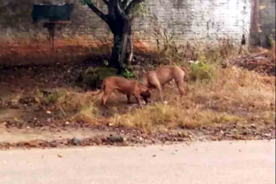 PMs abatem a tiros dois cachorros que fugiram de residência em Jaru