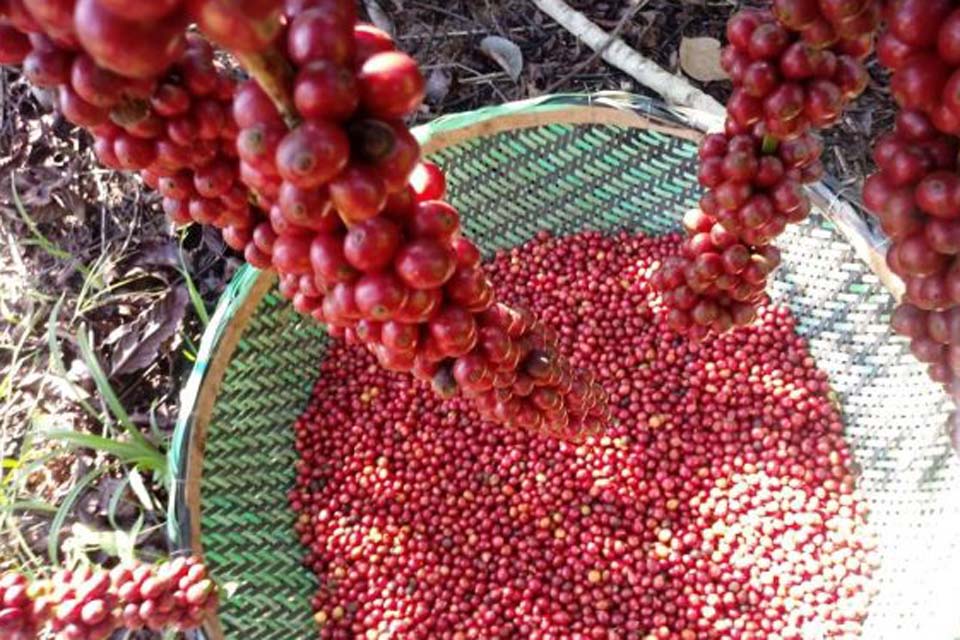 Carreta de Prêmios do 5º Concafé percorrerá municípios de Rondônia para motivar cafeicultores