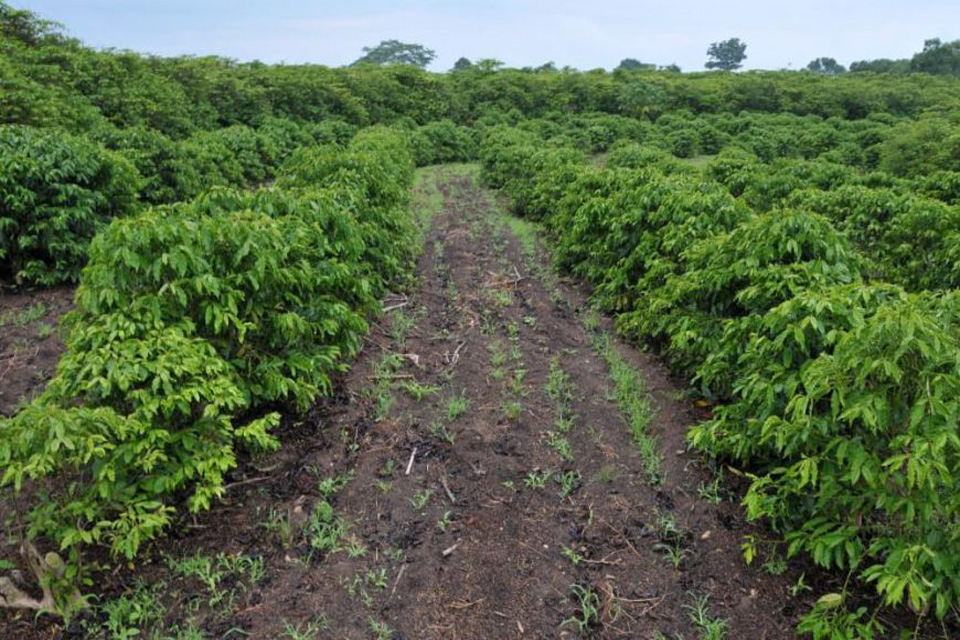 Safra do café para 2020 deve ultrapassar dois milhões de sacas em Rondônia