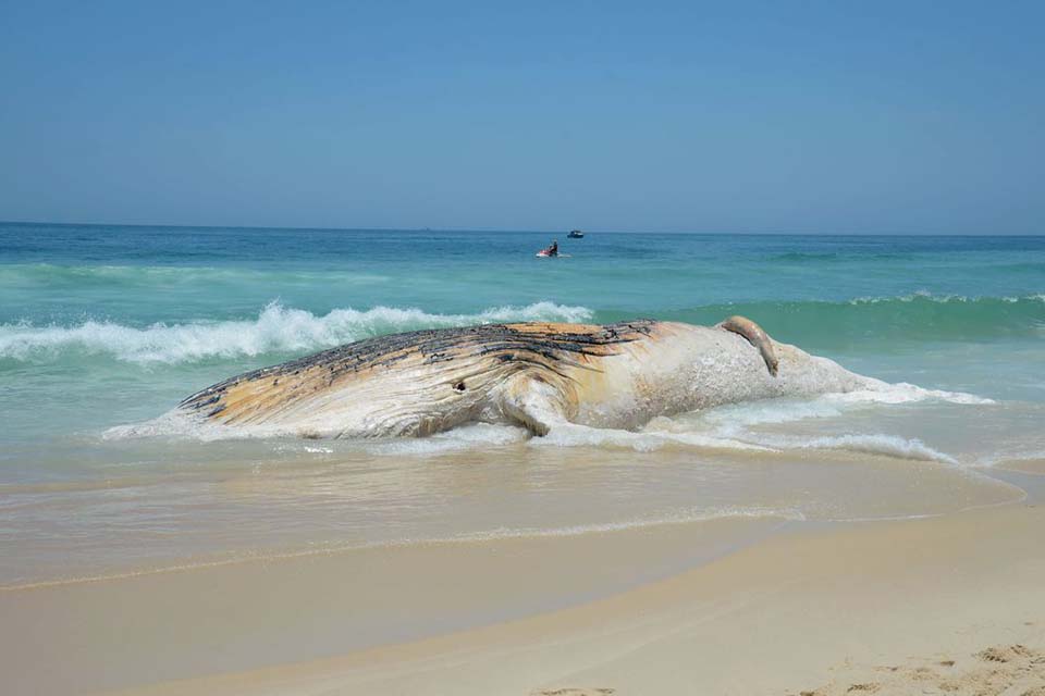 Projeto da Petrobras encontra mais de 30 mil animais mortos em praias