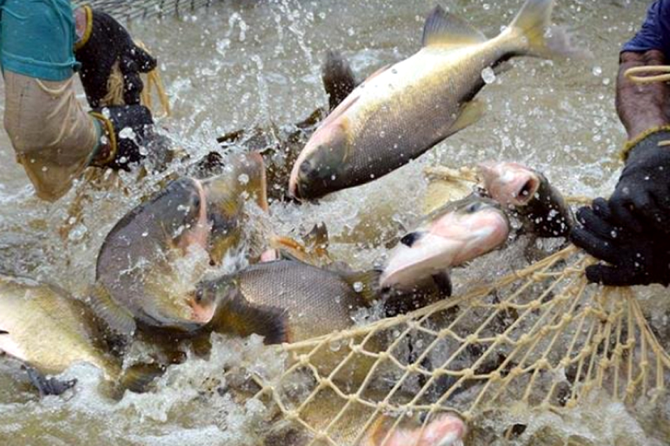 Tambaqui é o terceiro peixe mais exportado pelo Brasil 