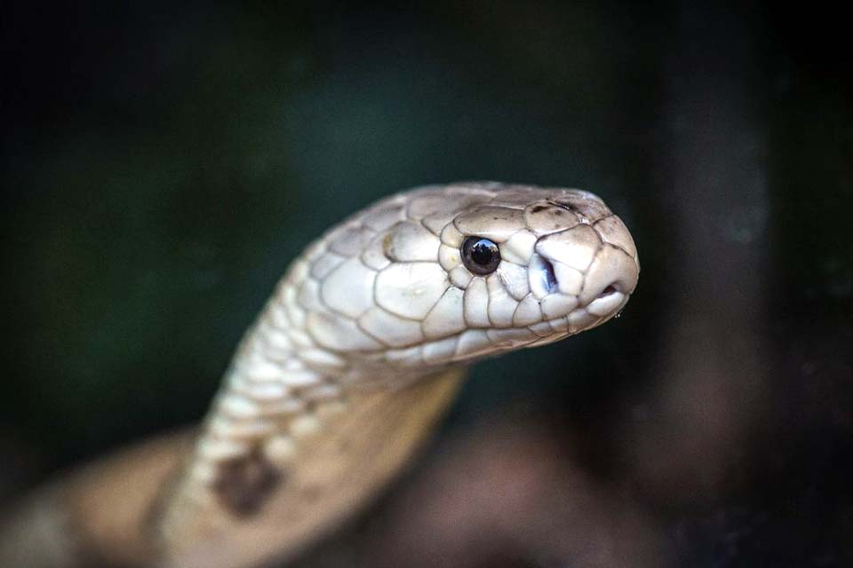 PF faz operação contra tráfico internacional de animais no Amapá