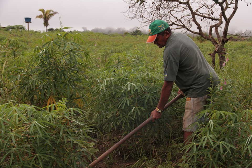 Cultivada por mais de 20 mil agricultores, mandioca alcança safra de 521,2 mil toneladas em Rondônia