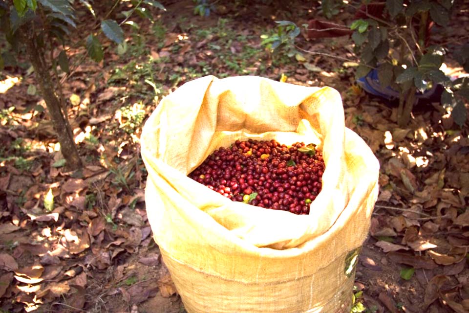 Governo do Estado divulga resultados da categoria qualidade do café de Rondônia