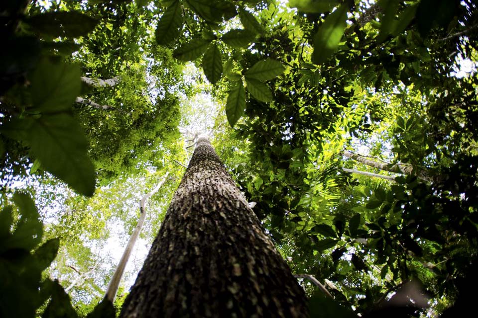 Plano contra desmatamento na Amazônia recebe sugestões até dia 26