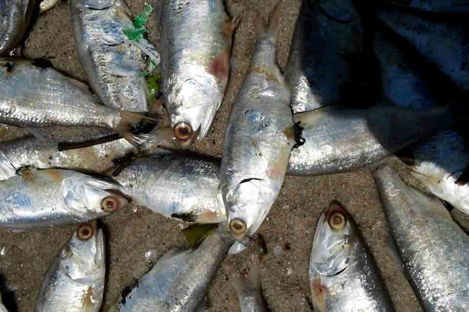 Polícia Ambiental apreende 14 toneladas de peixe durante a piracema