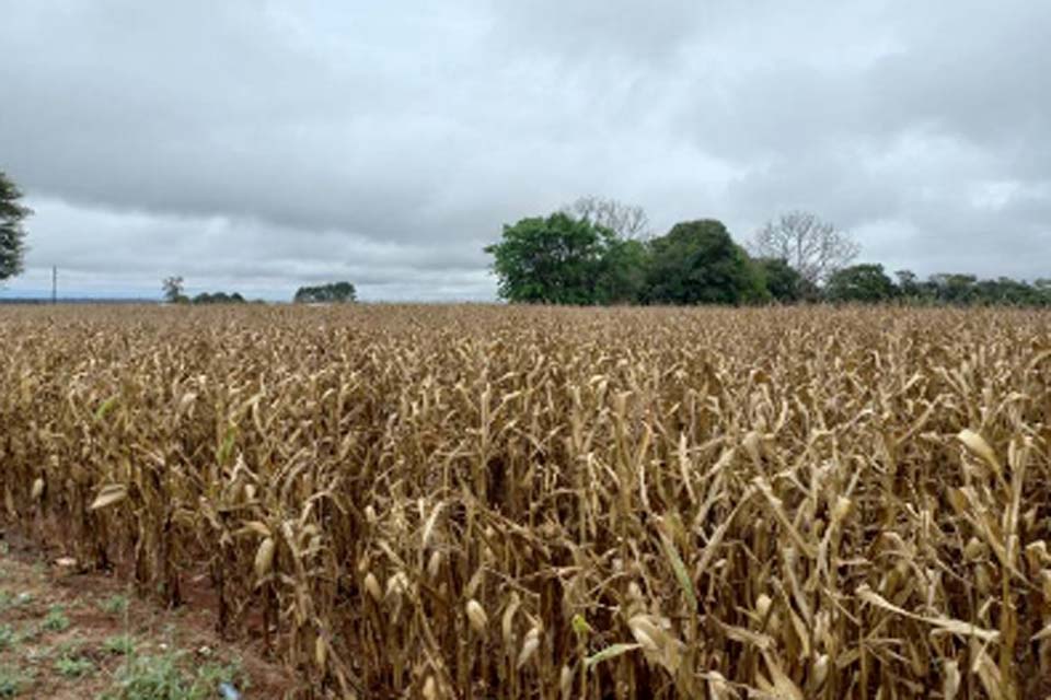 Mesmo com atraso no plantio e chuva na colheita, safra de milho poderá chegar a 14 milhões de sacas na região