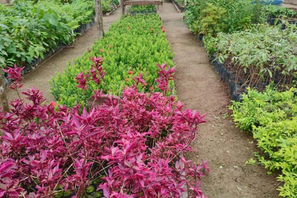 Viveiro de Rolim de Moura intensifica doação de mudas de plantas ornamentais, medicinais essências florestais e aromática