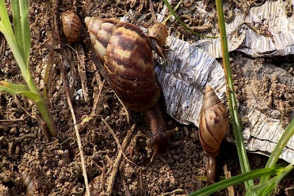 Rondônia se mantém com taxa zero de desenvolvimento da Esquistossomose em todo o Estado