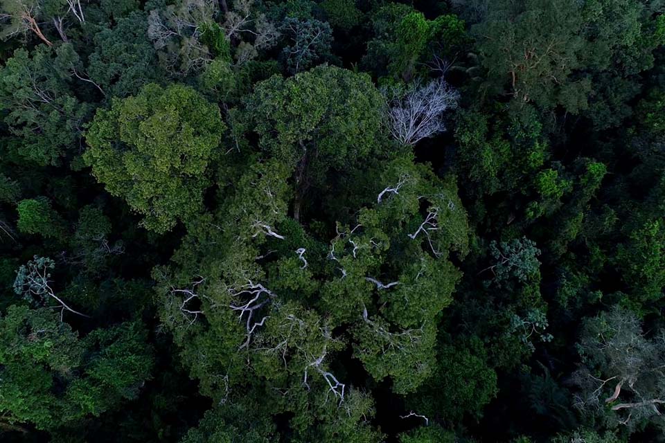 Força-Tarefa da AGU ficará mais um ano atuando em defesa da Amazônia