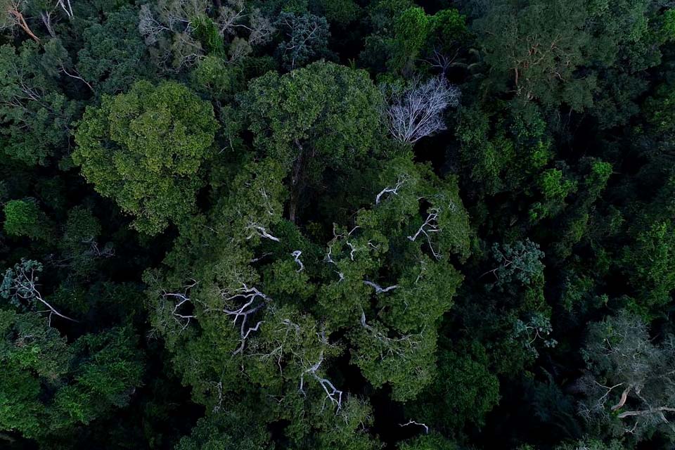 Senado aprova a criação da Campanha Junho Verde