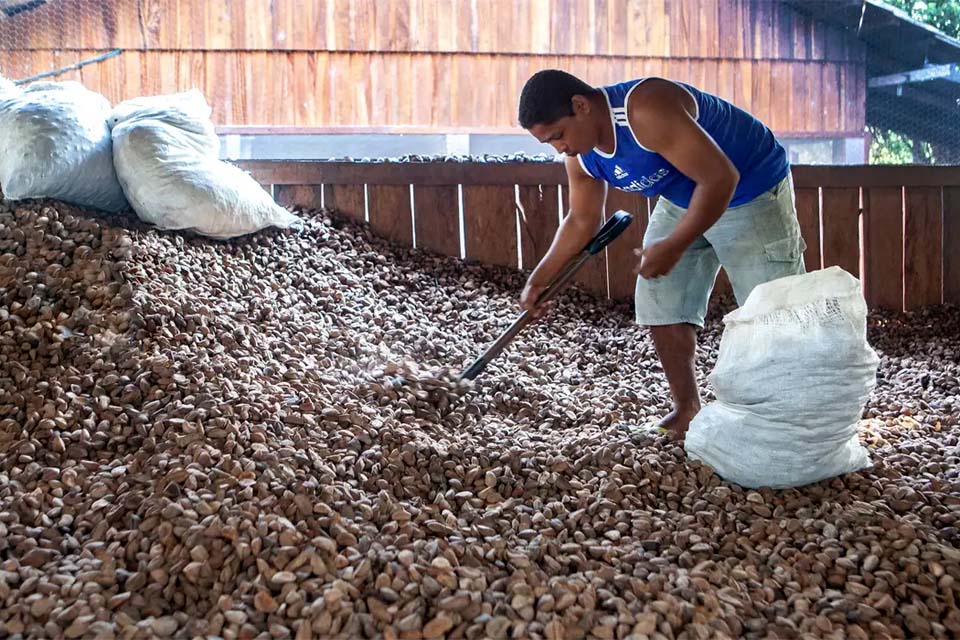 Embrapa: castanha impulsiona desenvolvimento sustentável na Amazônia