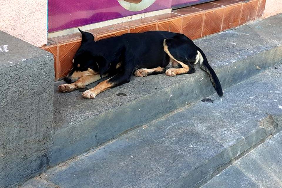 Governo de Rondônia sanciona lei que institui a campanha “Dezembro Verde”; ação visa combater abandono de animais