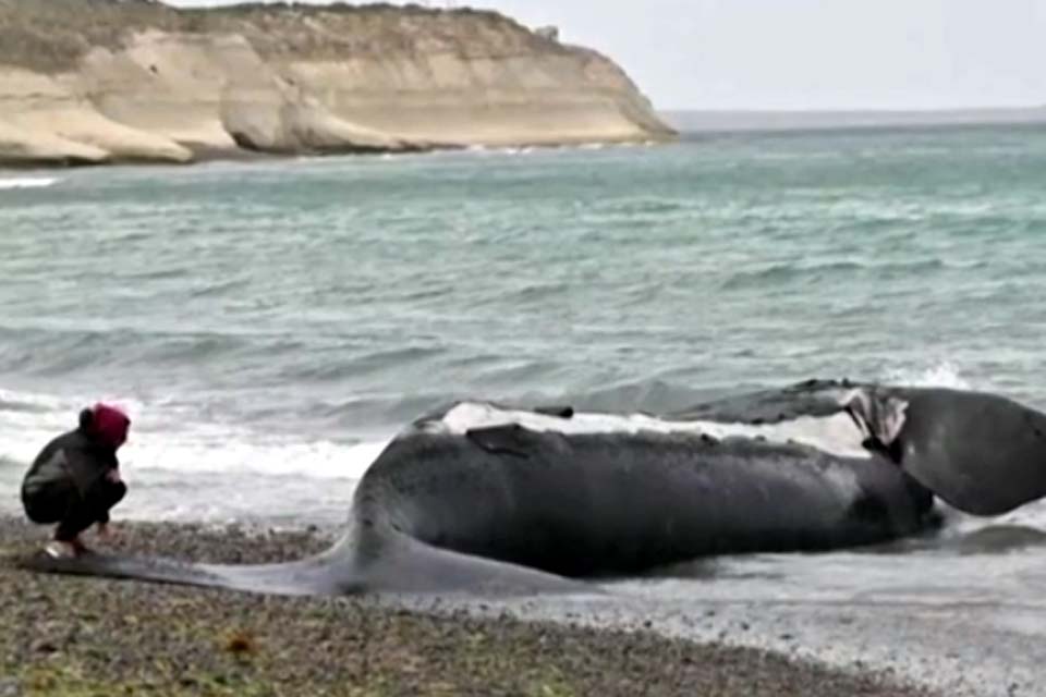 Sobe para 30 número de baleias mortas em santuário da Patagônia argentina