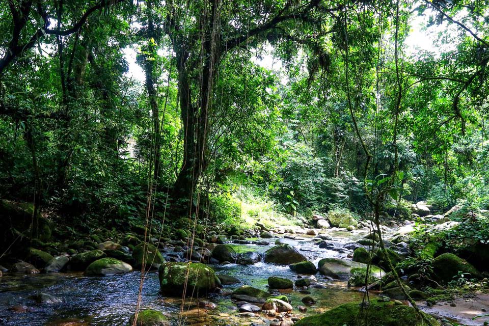  Projetos privados mantêm reservas ecológicas na Mata Atlântica