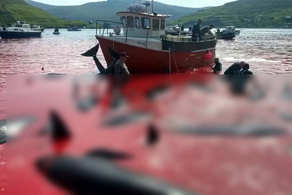 Caçadores matam mais de 500 golfinhos em ilha da Dinamarca