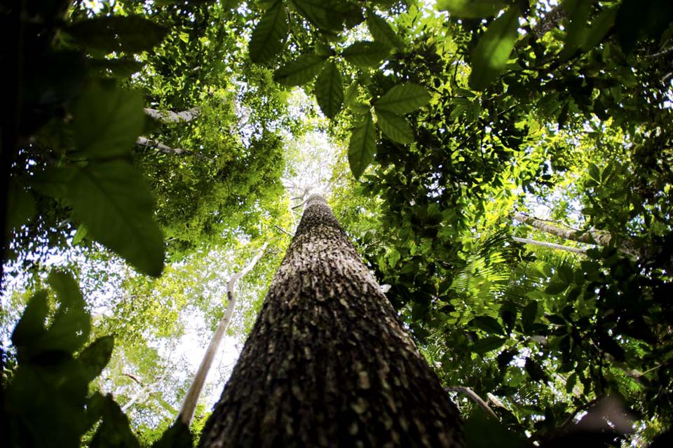 Programa vai formar empreendedores que apoiem a Floresta Amazônica