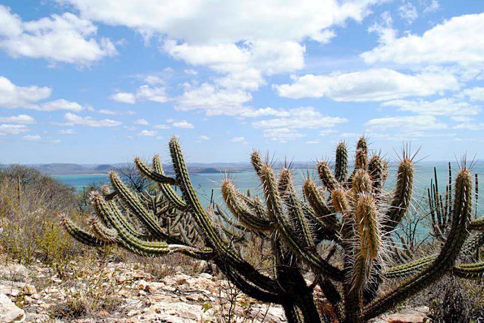 Mudanças climáticas podem gerar perda de espécies na Caatinga